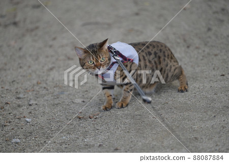 Reasons for cats who don't like sand Reasons for cats who don't like sand 88087884