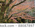 Dead branches and autumn leaves 88087897