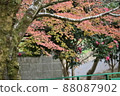 Sakura, maple and cold camellia 88087902