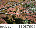 The autumn leaves visible through the cherry blossom branches are lovely. 88087903