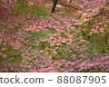 A carpet of autumn leaves growing on the trees 88087905