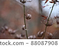 Withered autumn leaves become like balls 88087908