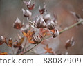 Withered autumn leaves turn up like a flame 88087909