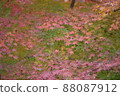 Milky way of autumn leaves 88087912