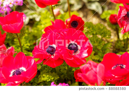 黑田藥草園 88088380