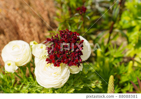 黑田藥草園 88088381