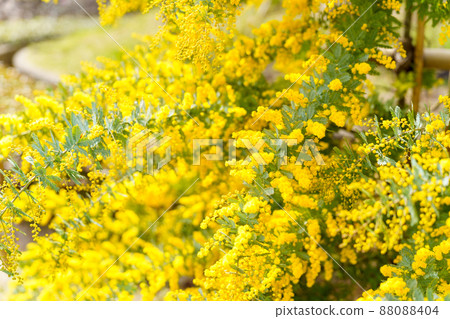 黑田藥草園 黑田藥草園 88088404