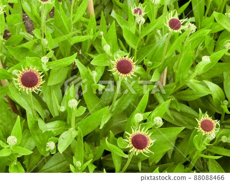 Rudbeckia Green Wizard in Boughton House Garden, England 88088466