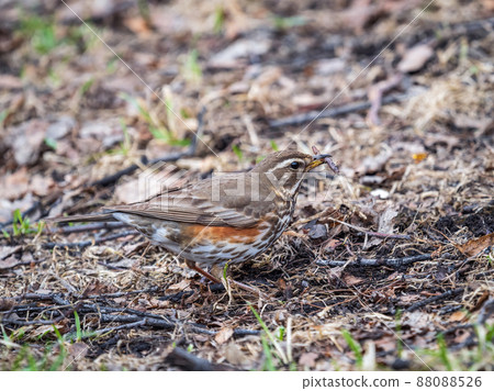 Redwing, Turdus iliacus, with worm in beak. Wood bird Redwing on a sprng lawn. 88088526