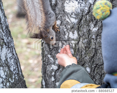 The boy feeds a squirrel with nuts from a hand in the wood 88088527