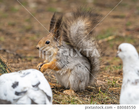 Squirrel in autumn or spring with nut on the green grass with fallen yellow leaves Squirrel in autumn or spring with nut on the green grass with fallen yellow leaves 88088550