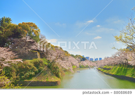 千鳥淵盛開的櫻花和藍天 千鳥淵盛開的櫻花和藍天 88088689