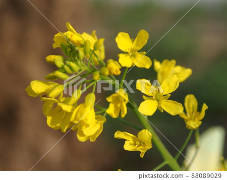 油菜花特寫(陽光下公園裡的油菜花) 油菜花特寫(陽光下公園裡的油菜花) 88089029