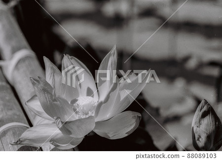 Nature photo film: lotus flowers 88089103
