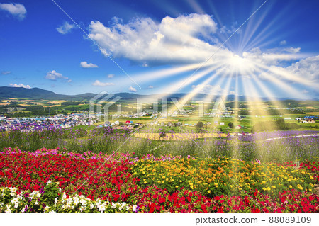 Beautiful lavender field in Furano Beautiful lavender field in Furano 88089109