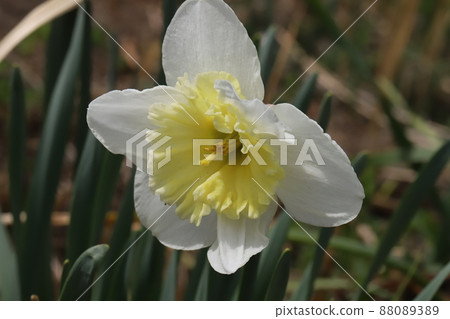 White daffodil flowers blooming in early spring gardens in Japan 88089389