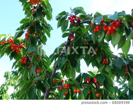 Cherry cherry 88089396