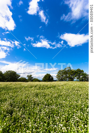 A landscape of soba flowers blooming in August in Biei, Hokkaido, Japan A landscape of soba flowers blooming in August in Biei, Hokkaido, Japan 88089401