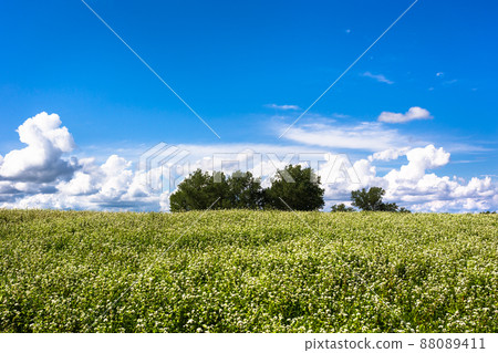A landscape of soba flowers blooming in August in Biei, Hokkaido, Japan A landscape of soba flowers blooming in August in Biei, Hokkaido, Japan 88089411