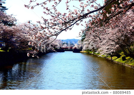 Sakura in full bloom and red bridge Matsugasaki Park 88089485