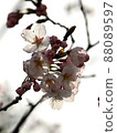 櫻桃樹 88089597