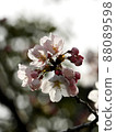櫻桃樹 88089598