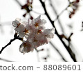 櫻桃樹 88089601
