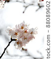 櫻桃樹 88089602