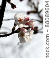 櫻桃樹 88089604