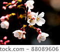 櫻桃樹 88089606