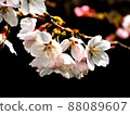 櫻桃樹 88089607