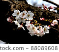 櫻桃樹 88089608
