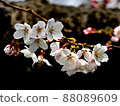 櫻桃樹 88089609
