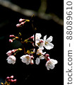 櫻桃樹 88089610
