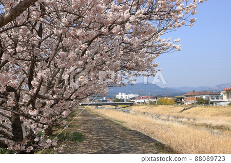 卡里河邊的春天櫻花 88089723