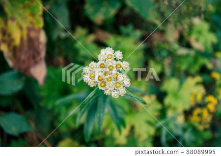 津嶽山登山道上盛開的山霸子 津嶽山登山道上盛開的山霸子 88089995