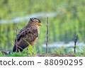 Crested serpent eagle staying on the ridge of Ishigaki Island 88090295