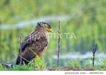 Crested serpent eagle staying on the ridge of Ishigaki Island 88090295