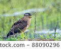 Crested serpent eagle staying on the ridge of Ishigaki Island 88090296