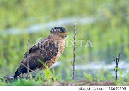 Crested serpent eagle staying on the ridge of Ishigaki Island 88090296