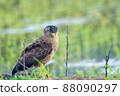 Crested serpent eagle staying on the ridge of Ishigaki Island 88090297