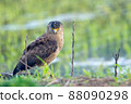Crested serpent eagle staying on the ridge of Ishigaki Island and staring at the camera 88090298