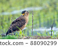 Crested serpent eagle staying on the ridge of Ishigaki Island 88090299