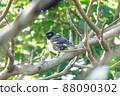Invasive alien species of Ishigaki Island Common myna 88090302