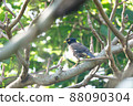 Invasive alien species of Ishigaki Island Common myna 88090304