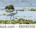 White-type reef heron on the Shiraho coast of Ishigaki Island 88090306