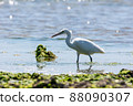 White-type reef heron on the Shiraho coast of Ishigaki Island 88090307