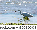 White-type reef heron on the Shiraho coast of Ishigaki Island 88090308