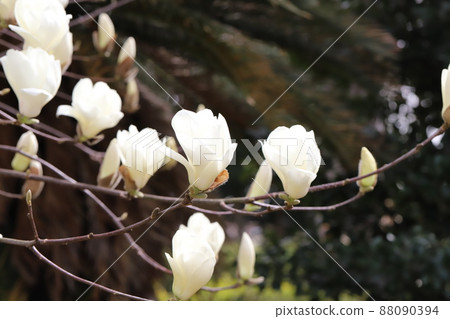 日本早春花園中盛開的白玉蘭花 日本早春花園中盛開的白玉蘭花 88090394