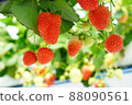 草莓 88090561